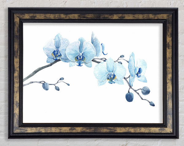 The Blue Orchid Curve Framed Print