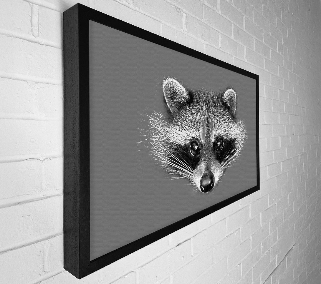  A Canvas Print of Raccoon On Grey Canvas Print