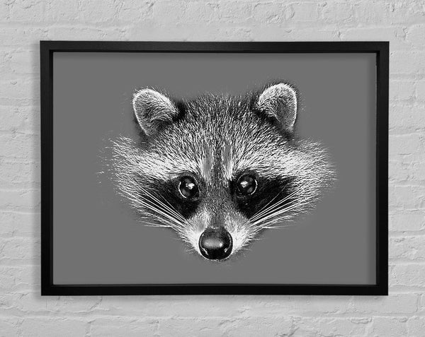 Raccoon On Grey Framed Print