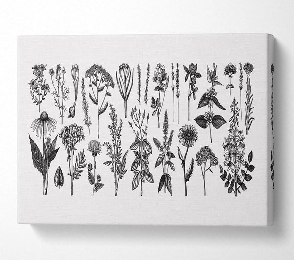  A Canvas Print of The Small Plant Collection 2 Canvas Wall Art