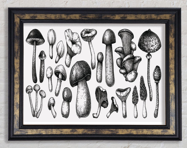 The Toadstool Collection Framed Print