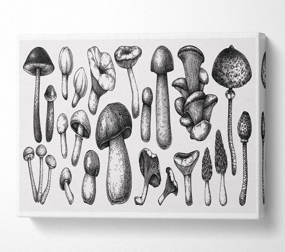  A Canvas Print of The Toadstool Collection Canvas Wall Art