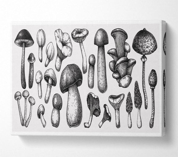  A Canvas Print of The Toadstool Collection Canvas Wall Art