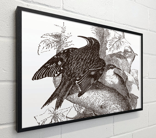 Old British Illustration Of Birds
