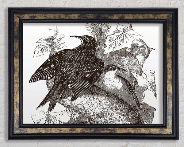 Old British Illustration Of Birds Framed Print