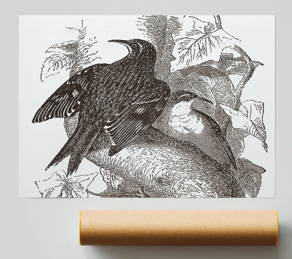 Old British Illustration Of Birds Poster