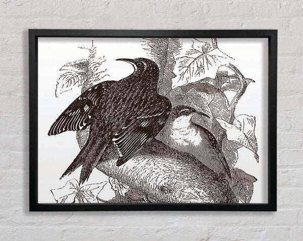 Old British Illustration Of Birds Framed Print