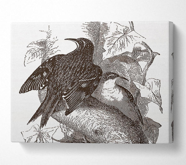  A Canvas Print of Old British Illustration Of Birds Canvas Art
