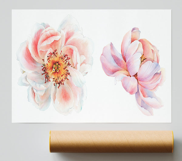 Two Beautiful Pink Peach Flowers Print