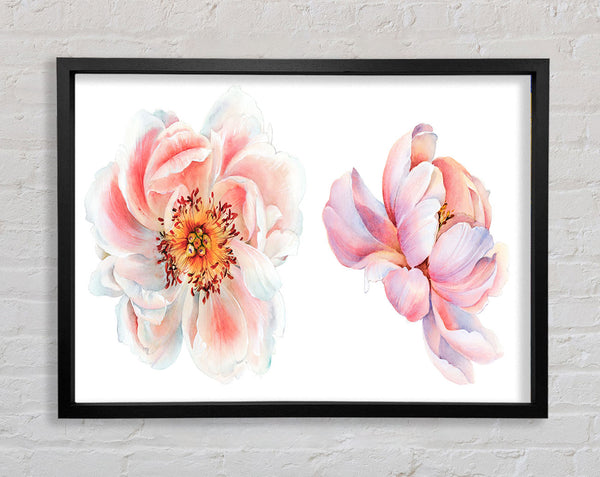 Two Beautiful Pink Peach Flowers Framed Print