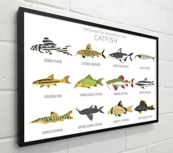 Catfish Chart