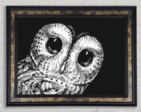 The Big Eyed Owl Framed Print