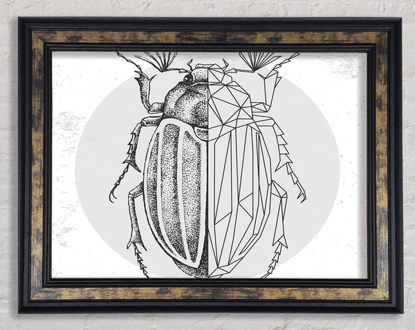 The Beetle Sketch Framed Print