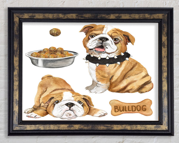 The Bull Dog Pup Framed Print
