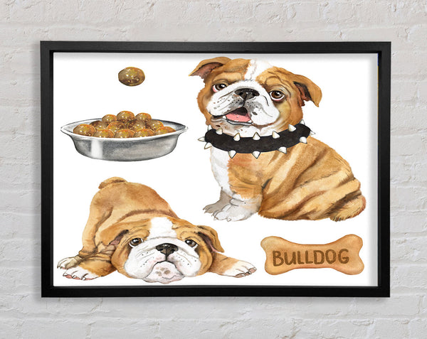 The Bull Dog Pup Framed Print
