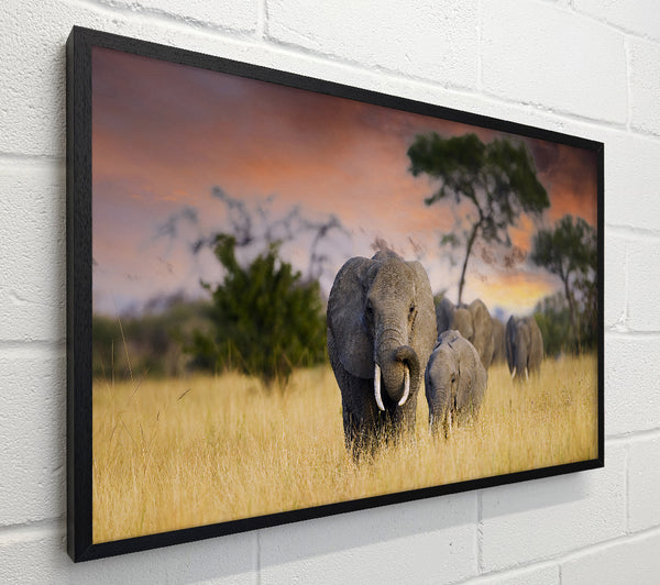 Elephants In Savannah