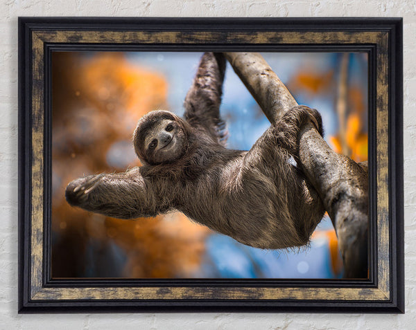 Sloth Hanging From A Tree Framed Print