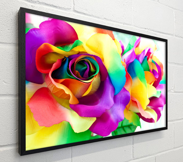 Multi Coloured Roses Close