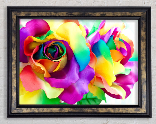 Multi Coloured Roses Close Framed Print