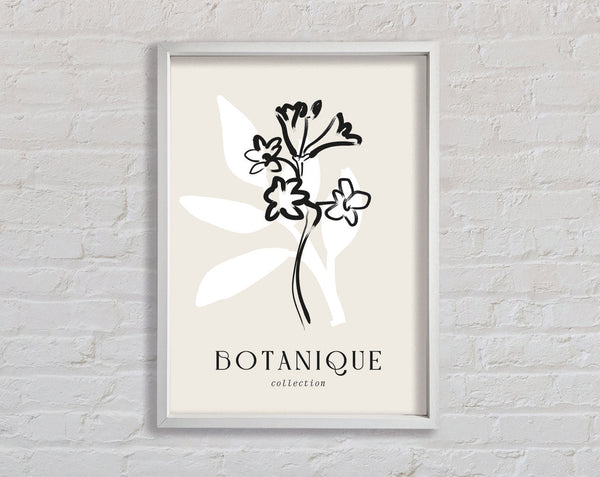 Botanische Pflanzenlinien