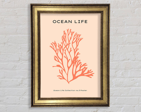 Red Coral Framed Print