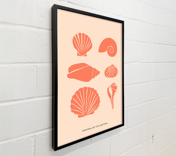 A Shell Collection