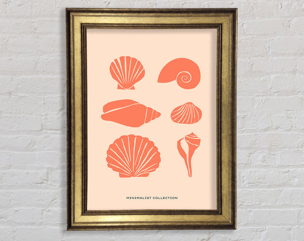 A Shell Collection Framed Print