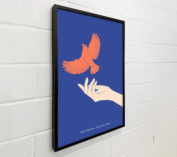 Dove From A Hand Flight