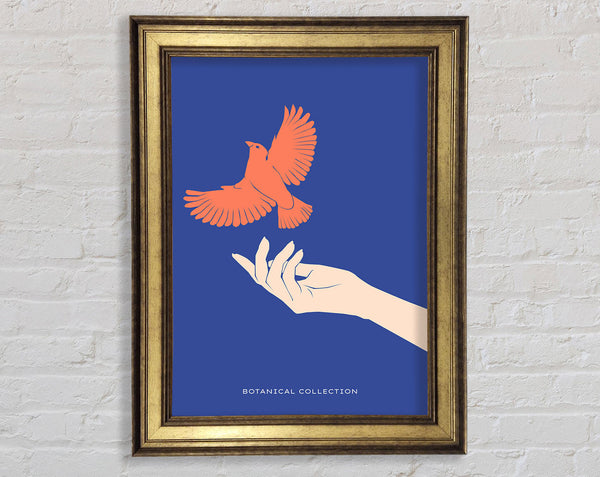 Dove From A Hand Flight Framed Print