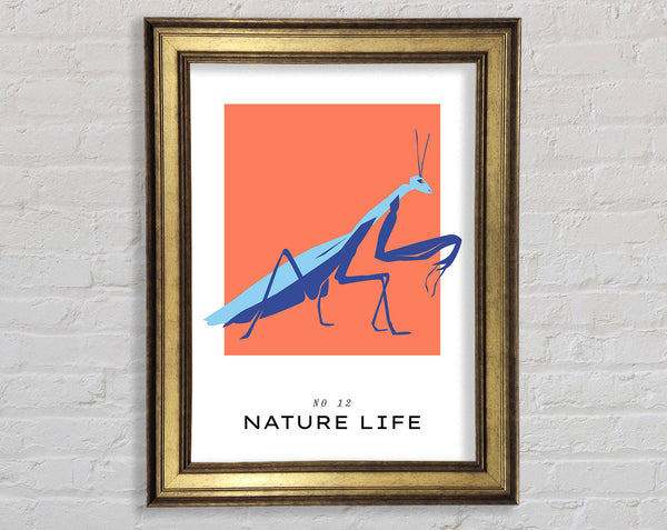 Praying Mantis Crawling Framed Print
