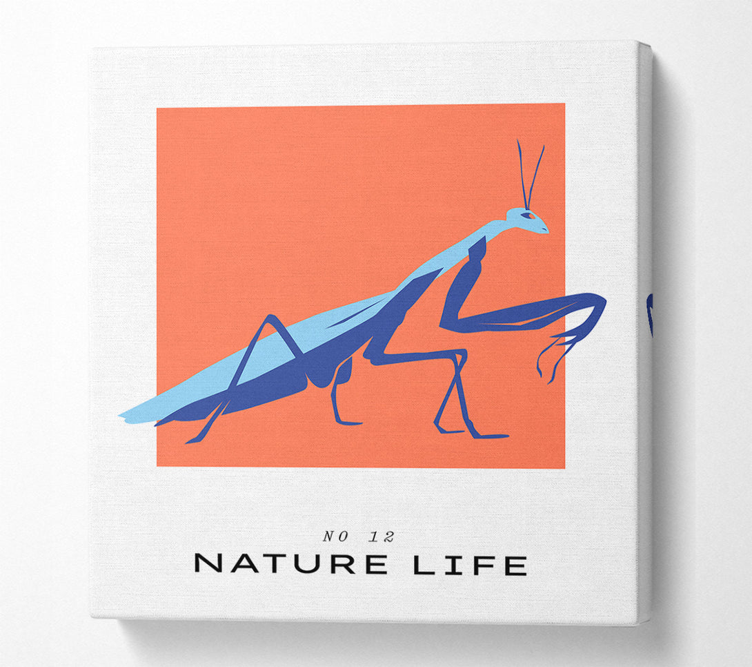  A Canvas Print of Praying Mantis Crawling Canvas Print