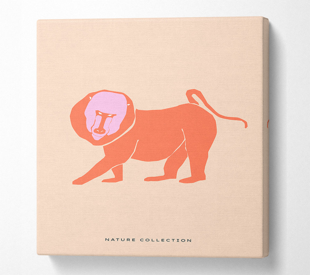  A Canvas Print of Orange Mandrill Canvas Print