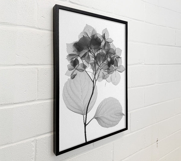 Autumn Leaf X-Ray