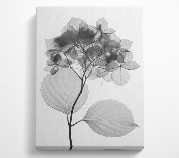  A Canvas Print of Autumn Leaf X-Ray Canvas Print