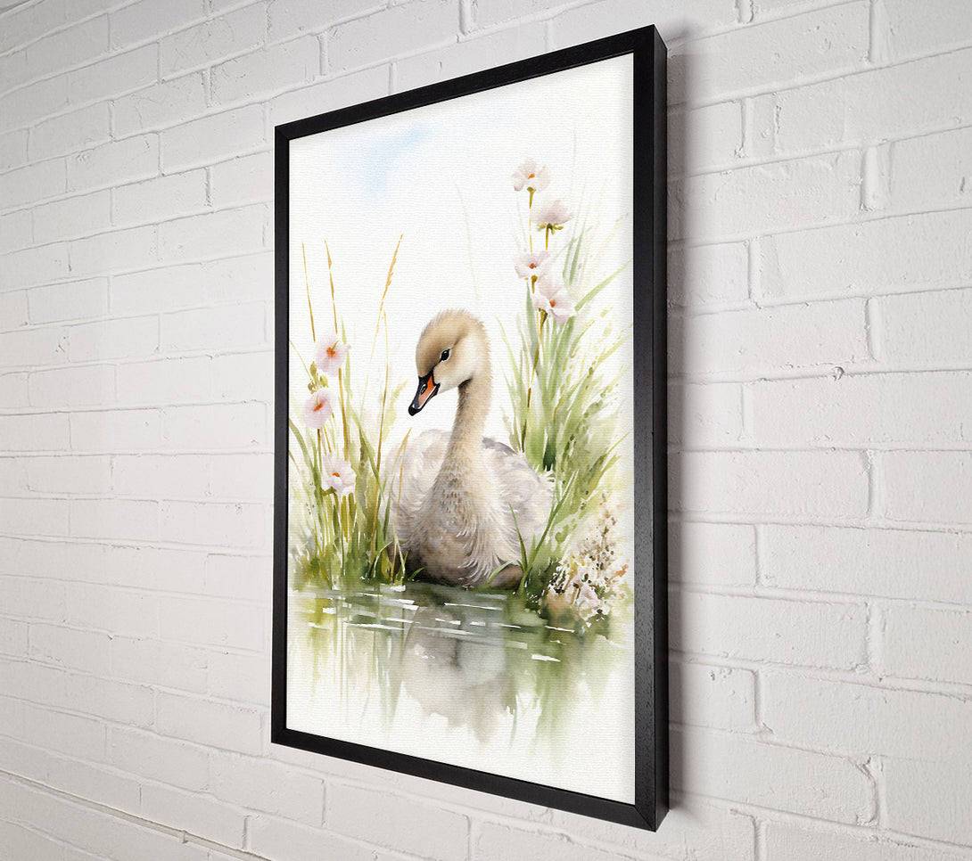  A Canvas Print of Baby Swan Swim Canvas Wall Art