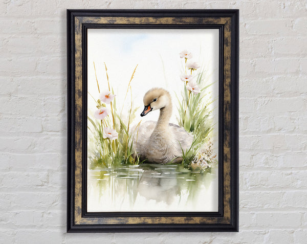 Baby Swan Swim Framed Print