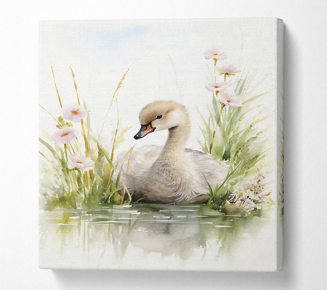  A Canvas Print of Baby Swan Swim Canvas Wall Art
