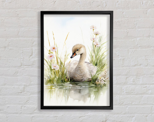 Baby Swan Swim Framed Print