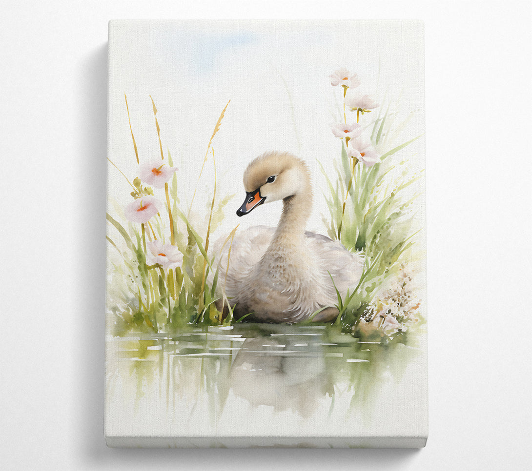  A Canvas Print of Baby Swan Swim Canvas Wall Art