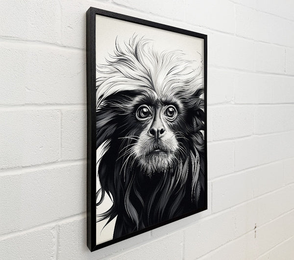 Black Lion Tamarin