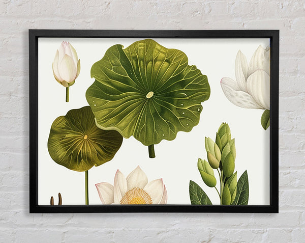 Botanical Flowers And Leaves Framed Print