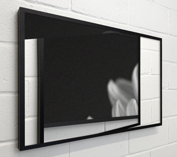 Chrysanthemum Black And White