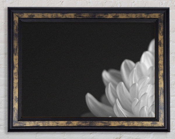 Chrysanthemum Walnut And Walnut Framed Print