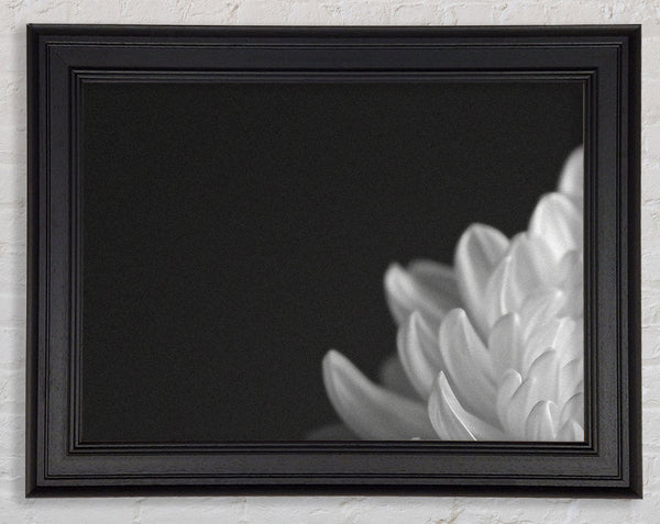 Chrysanthemum Black And White Framed Print