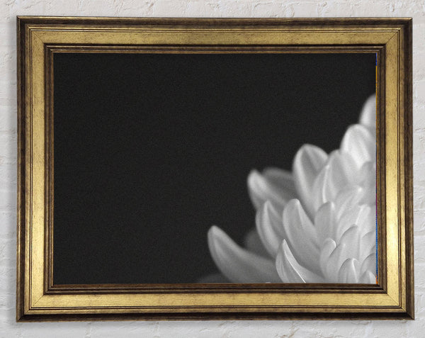 Chrysanthemum White And White Framed Print