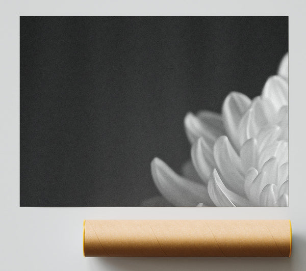 Chrysanthemum Black And White Print