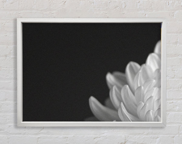 Chrysanthemum White And White Framed Print