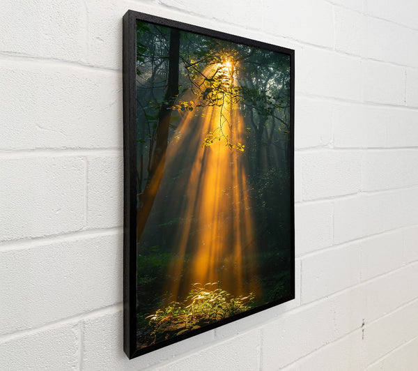Golden Forest Rays