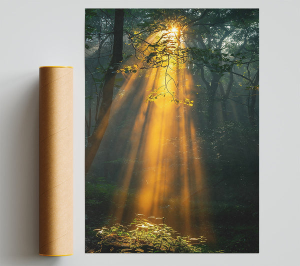 Golden Forest Rays Giclee Print