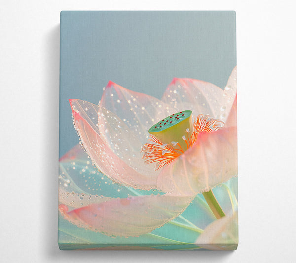  A Canvas Print of Pale Pink Water Lily Canvas Art